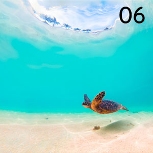 Motiv: Meeresschildkröte